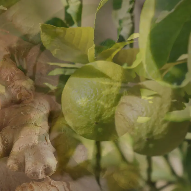 Ginger Lime home fragrance difuzer sa mirišljavim štapićima